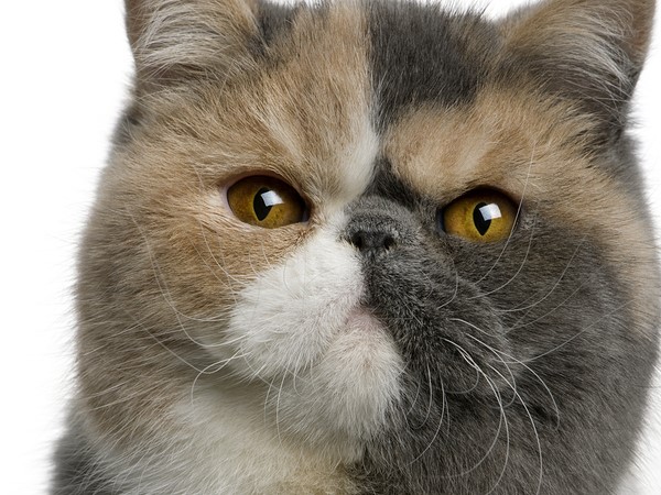 exotic shorthair cat lifespan