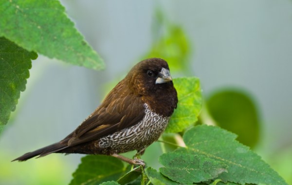 society finches sale